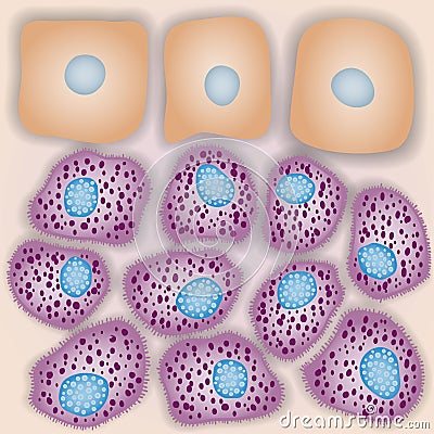 Innate immune system: mast cells with skin cells, vector illustration Cartoon Illustration